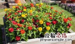 外出一个月花怎么浇水不会烂 外出一个月花怎么浇水
