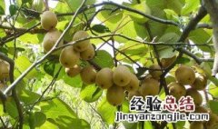 葡萄糖能给果树增甜吗为什么 葡萄糖能给果树增甜吗