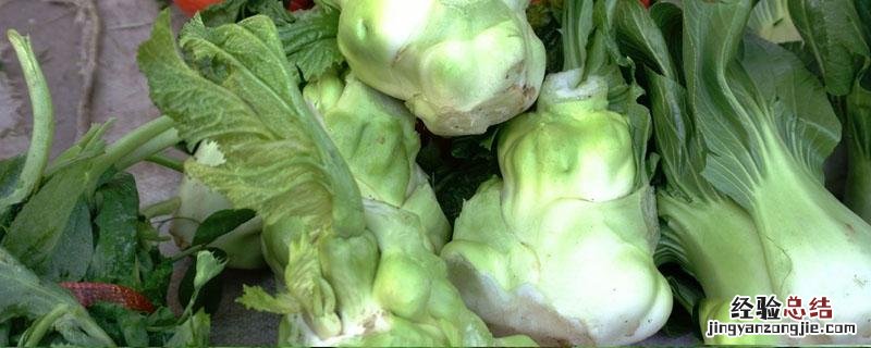 榨菜种植时间和方法 榨菜种植在几月份及种植方法