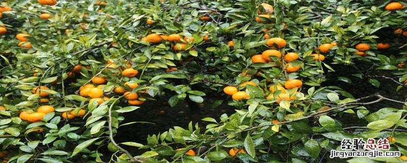 张公山寨摘橘子时间 张公山寨橘子什么时候熟