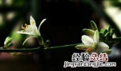 家庭养什么花草高端大气 家庭养什么花草