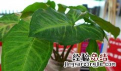 大叶万年青的养殖方法 大叶万年青的养殖方法和技术