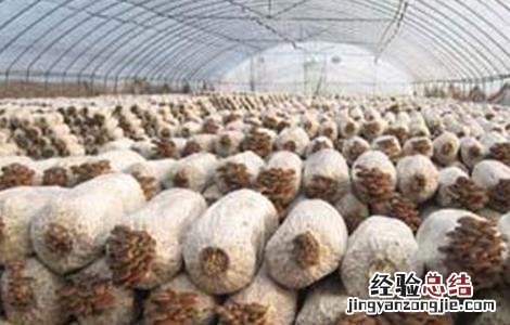 食用菌的贮藏保鲜方法是 食用菌的贮藏保鲜方法