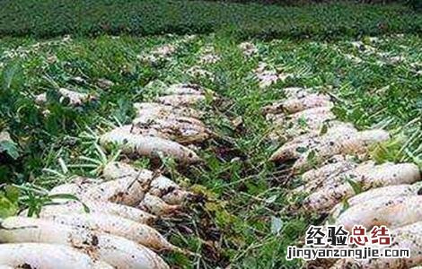 秋萝卜施肥方法 秋萝卜什么时候追肥