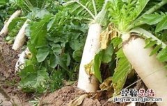 秋萝卜施肥方法 秋萝卜什么时候追肥
