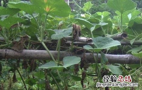 蒲瓜的种植技术和管理 蒲瓜的种植技术