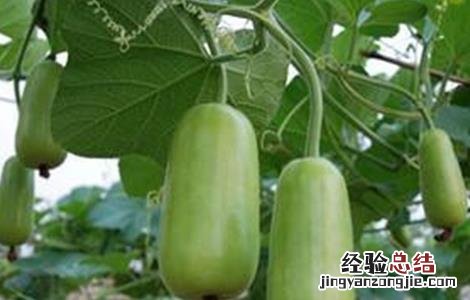 蒲瓜的种植技术和管理 蒲瓜的种植技术