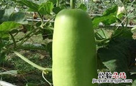 蒲瓜的种植技术和管理 蒲瓜的种植技术