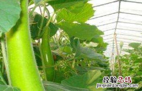 蒲瓜的种植技术和管理 蒲瓜的种植技术