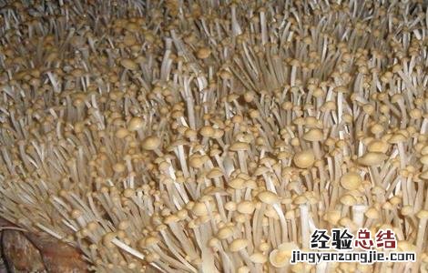 金针菇出菇不齐怎么办 金针菇出菇不齐怎么办