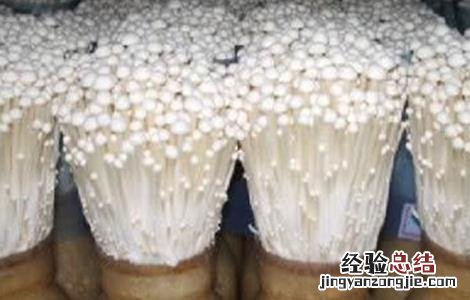 金针菇出菇不齐怎么办 金针菇出菇不齐怎么办