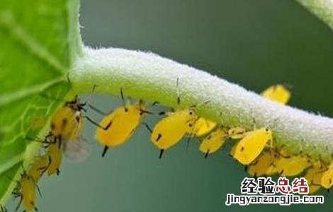 蔬菜蚜虫无公害防治技术规范 蔬菜蚜虫无公害防治技术