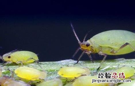 蔬菜蚜虫无公害防治技术规范 蔬菜蚜虫无公害防治技术
