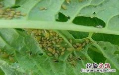 蔬菜蚜虫无公害防治技术规范 蔬菜蚜虫无公害防治技术