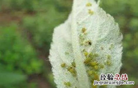 蔬菜蚜虫无公害防治技术规范 蔬菜蚜虫无公害防治技术