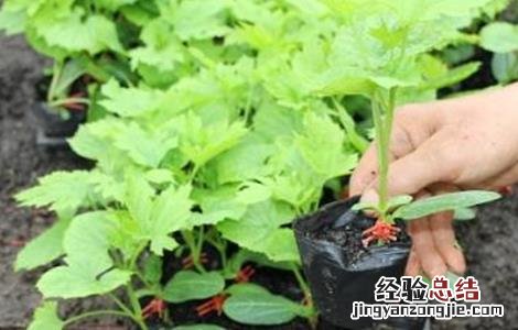 苦瓜嫁接后管理及注意事项 嫁接的苦瓜要怎样种植