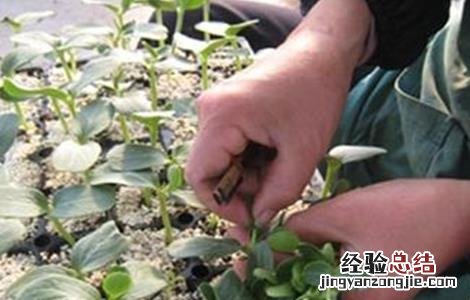 苦瓜嫁接后管理及注意事项 嫁接的苦瓜要怎样种植
