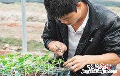 苦瓜嫁接后管理及注意事项 嫁接的苦瓜要怎样种植