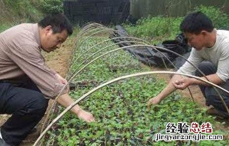 苦瓜嫁接后管理及注意事项 嫁接的苦瓜要怎样种植