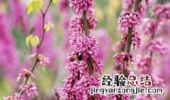 先开花后长叶的树 先开花后长叶的树是什么树图片