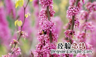 先开花后长叶的树 先开花后长叶的树是什么树图片