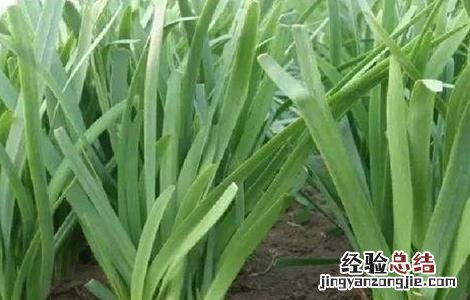 韭菜施肥时间和方法 韭菜施肥时间和方法是什么