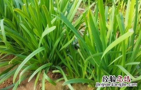 韭菜施肥时间和方法 韭菜施肥时间和方法是什么