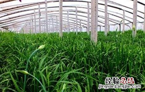 韭菜施肥时间和方法 韭菜施肥时间和方法是什么