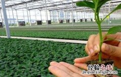 辣椒高脚苗原因及解决方法 辣椒高脚苗对产量的影响