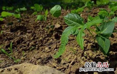 辣椒高脚苗原因及解决方法 辣椒高脚苗对产量的影响