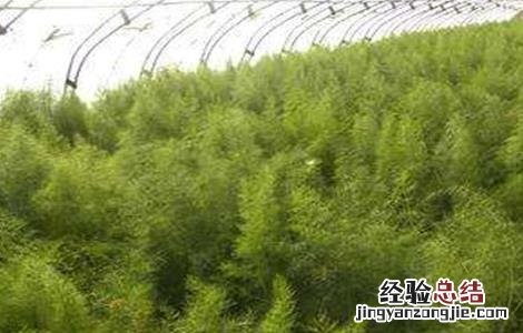 茴香的种植管理技术 茴香的种植及管理技术