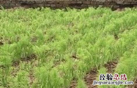 茴香的种植管理技术 茴香的种植及管理技术