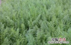 茴香的种植管理技术 茴香的种植及管理技术