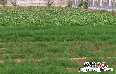 茴香的种植管理技术 茴香的种植及管理技术