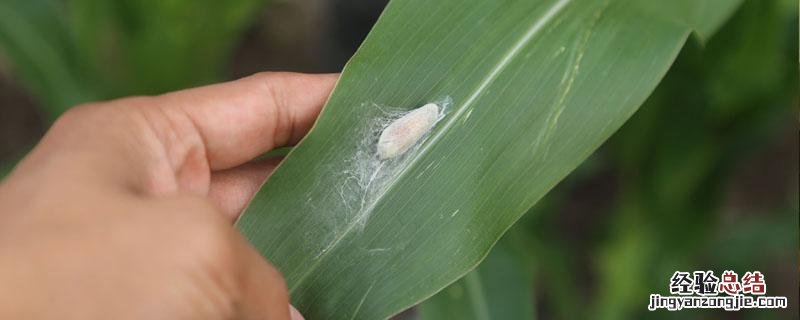 溴氰菊酯能杀什么虫 溴氰菊酯能杀什么虫打青菜几天能吃