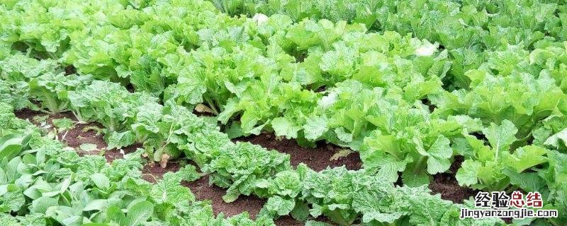 敌杀死打菜多久可以吃 敌杀死打菜几天可以吃