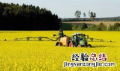 南方菜籽几月份成熟 南方菜籽什么时候种