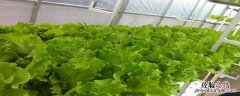 生菜露地越冬种植时间和方法 露地越冬生菜种植技术