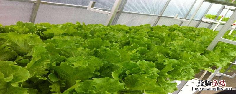 生菜露地越冬种植时间和方法 露地越冬生菜种植技术