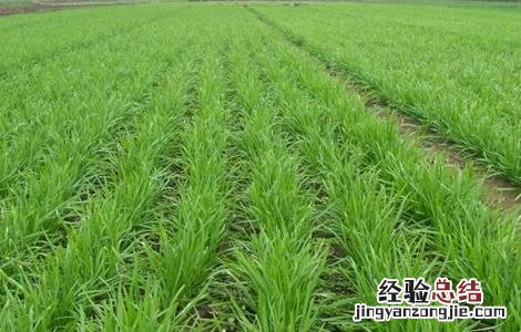 韭菜养根小技巧 如何养韭菜根