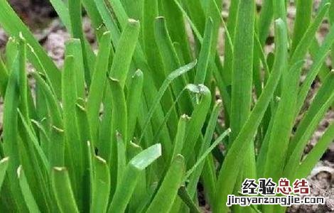 韭菜养根小技巧 如何养韭菜根
