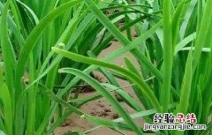 韭菜养根小技巧 如何养韭菜根