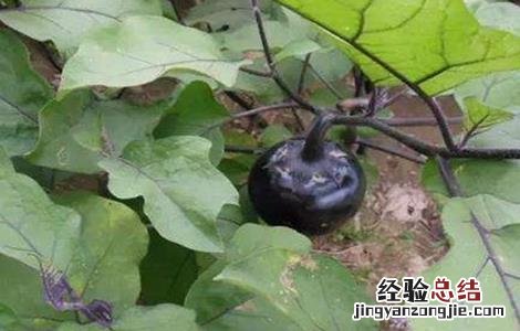 茄子摘叶时间及方法 茄子摘叶时间及方法图解