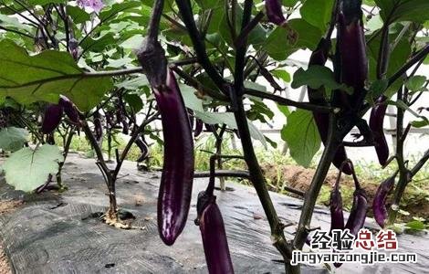 茄子摘叶时间及方法 茄子摘叶时间及方法图解