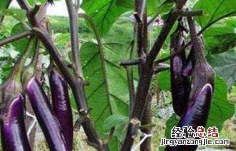 茄子摘叶时间及方法 茄子摘叶时间及方法图解