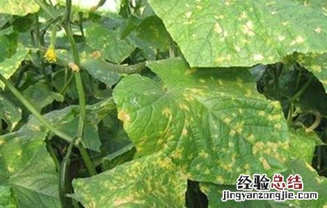 黄瓜摘叶时间及方法 黄瓜摘花摘到第几叶