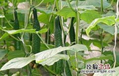 黄瓜摘叶时间及方法 黄瓜摘花摘到第几叶