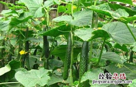 黄瓜摘叶时间及方法 黄瓜摘花摘到第几叶