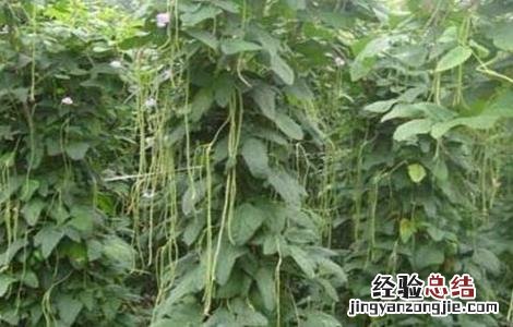 豆角歇伏是什么原因