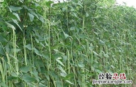 豆角歇伏防治措施有哪些 豆角歇伏防治措施